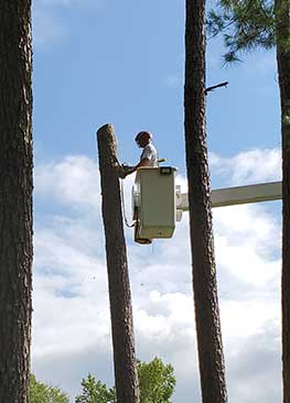 Tree Removal